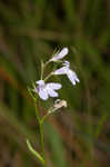 Canby's lobelia